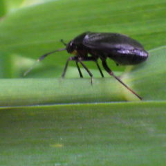 Capsus