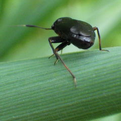 Capsus