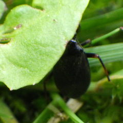Capsus