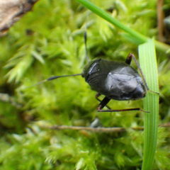 Capsus