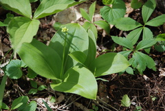 Clintonia