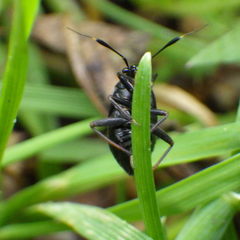 Capsus