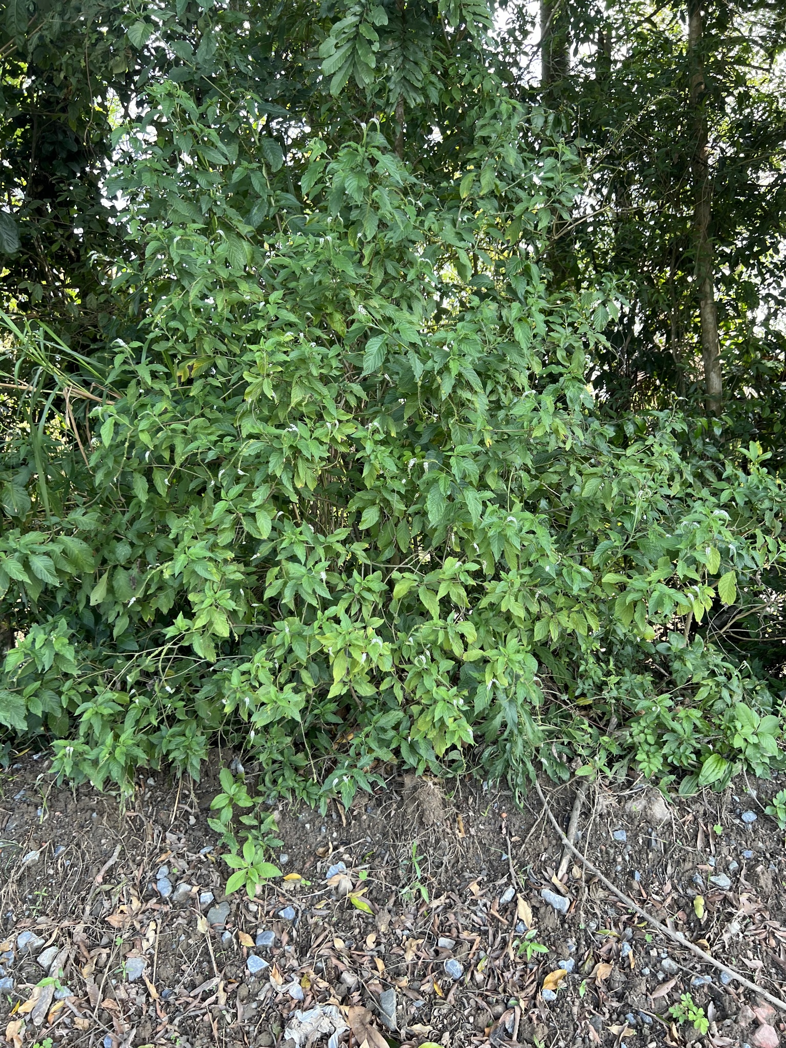 Heliotropium transalpinum