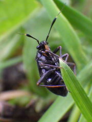 Capsus