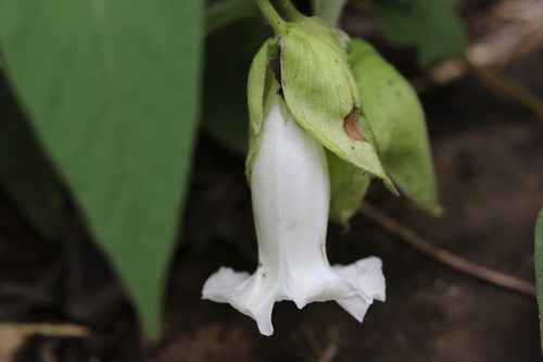 Argyreia breviscapa, 2024-09-07