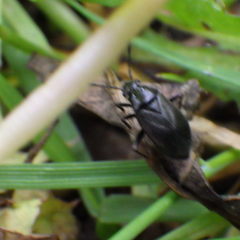 Capsus