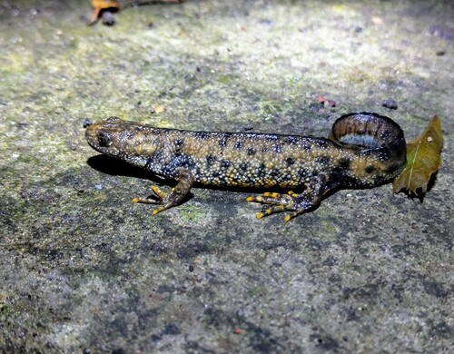 Great Crested Newt, photo 5 of 10