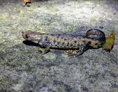 Crested Newt photo 2