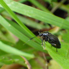 Capsus