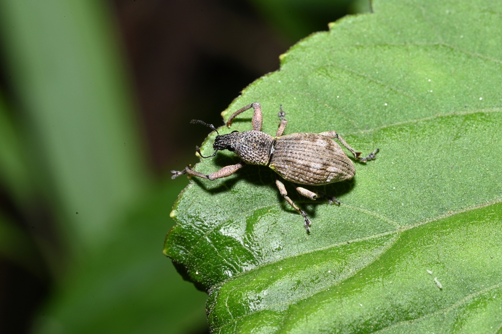 Simuchang Insect Sympiezomias from 中国云南省德宏傣族景颇族自治州瑞丽市 on September 23, 2024 at 05:47 PM ...