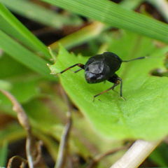 Capsus