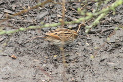 Emberiza schoeniclus