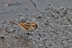 Emberiza schoeniclus