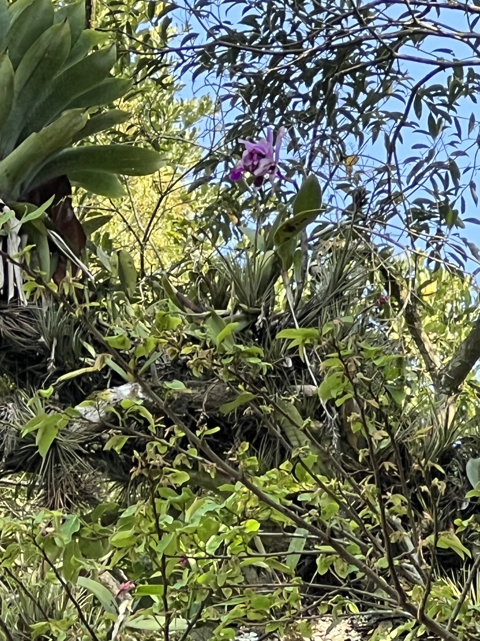 Imagem de Orquídea
