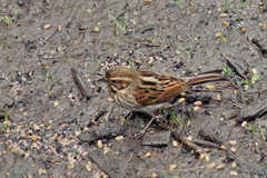 Emberiza schoeniclus