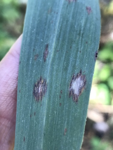 Microdochium phragmitis