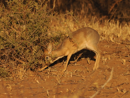 Damara Dik-dik
