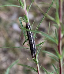 Hyles vespertilio