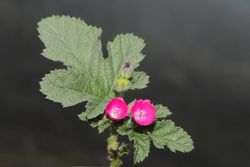 Image of Fuertesimalva peruviana by (c) Paúl Gonzáles, some rights reserved (CC BY)