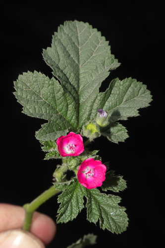 Image of Fuertesimalva peruviana by (c) Paúl Gonzáles, some rights reserved (CC BY)