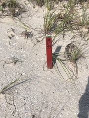 Dermochelys coriacea