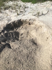 Dermochelys coriacea