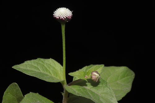 Image of Acmella Alba (Acmella alba) by (c) Paúl Gonzáles, some rights reserved (CC BY)
