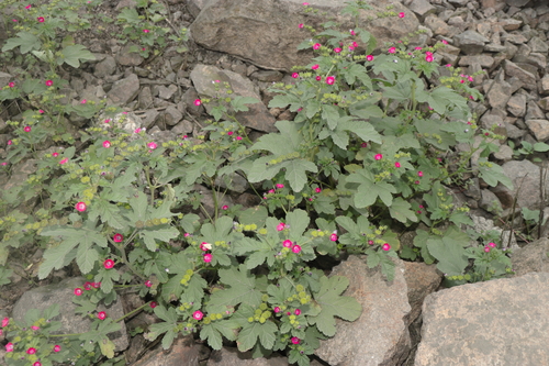 Image of Fuertesimalva peruviana by (c) Paúl Gonzáles, some rights reserved (CC BY)