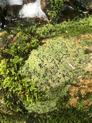 Pilophorus acicularis