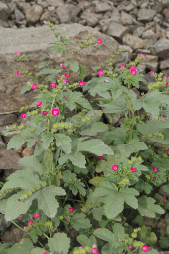 Image of Fuertesimalva peruviana by (c) Paúl Gonzáles, some rights reserved (CC BY)