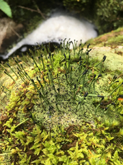 Pilophorus acicularis