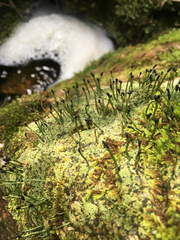 Pilophorus acicularis