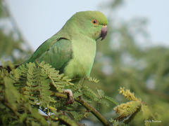 Psittacula krameri krameri