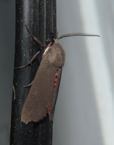 Euchaetes bolteri photo 3