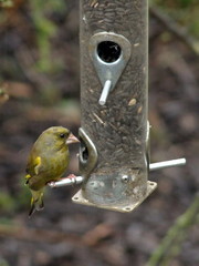Chloris chloris