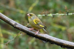 Chloris chloris