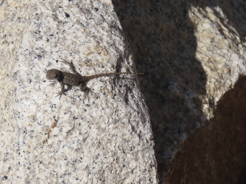 iNaturalist observation photo of Western Fence Lizard