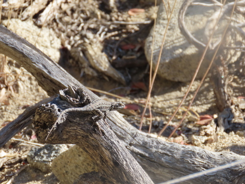 iNaturalist observation photo of Common Sagebrush Lizard