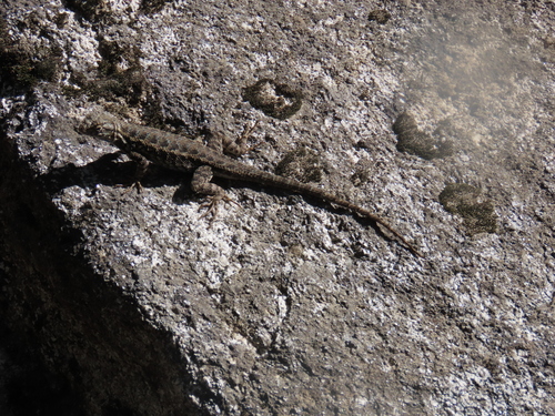 iNaturalist observation photo of Western Fence Lizard
