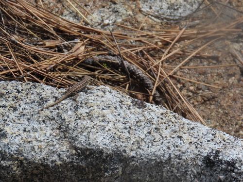 iNaturalist observation photo of Common Sagebrush Lizard