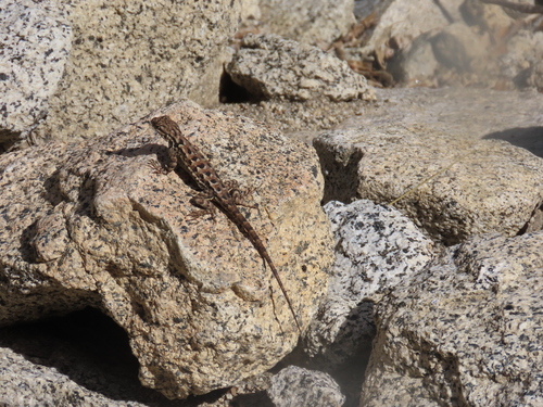 iNaturalist observation photo of Sierra Fence Lizard