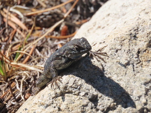iNaturalist observation photo of Western Fence Lizard