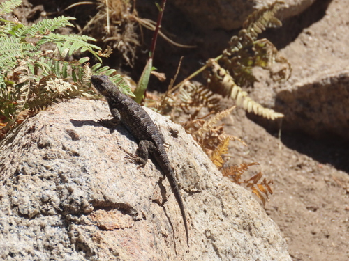 iNaturalist observation photo of Western Fence Lizard