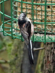 Aegithalos caudatus