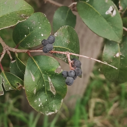 Ligustrum lucidum