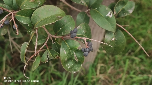 Ligustrum lucidum