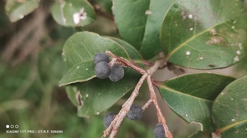 Ligustrum lucidum