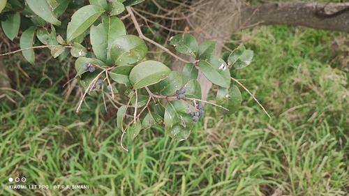 Ligustrum lucidum