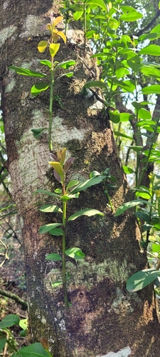 Foto de Erva-mate