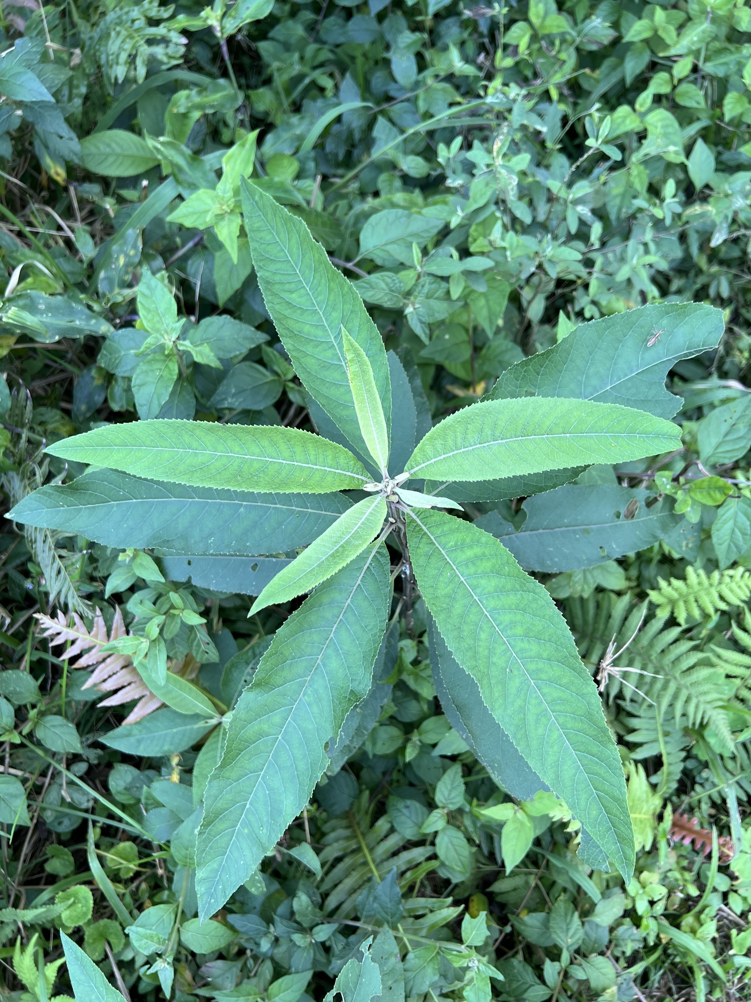 Vernonanthura tweedieana
